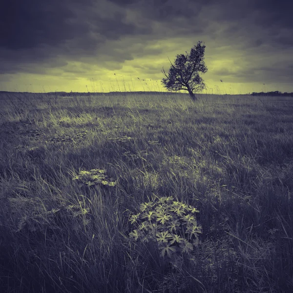 Valle con un árbol solitario —  Fotos de Stock