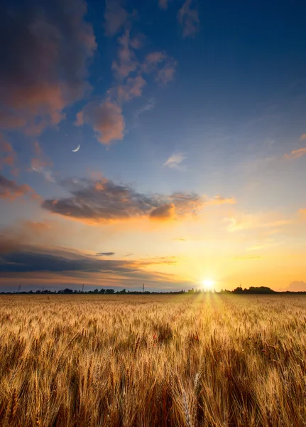 Захід сонця в пшеничному полі — стокове фото