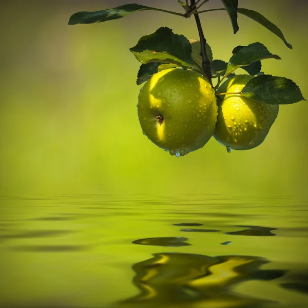 Maçãs refletidas na água — Fotografia de Stock