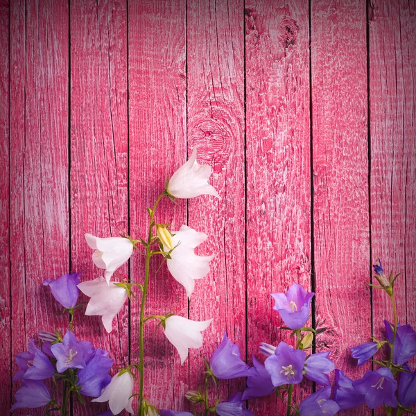 Колокольчики на розовом фоне — стоковое фото