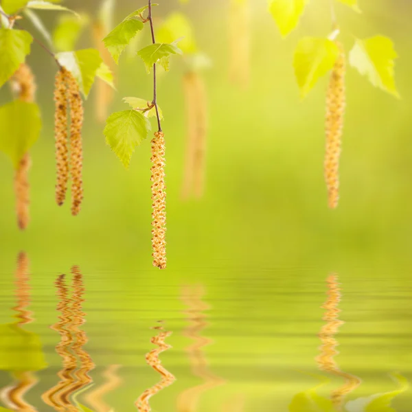 Bříza větev odráží ve vodě — Stock fotografie