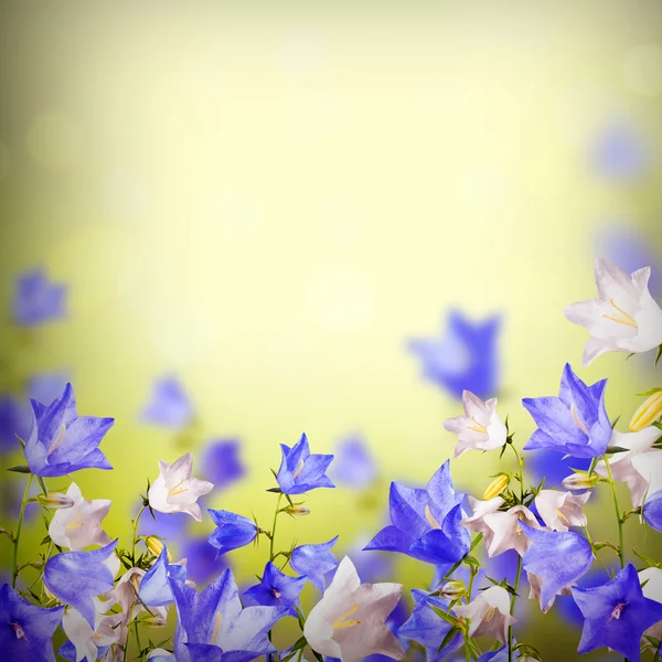 Mavi bellflowers arka plan — Stok fotoğraf