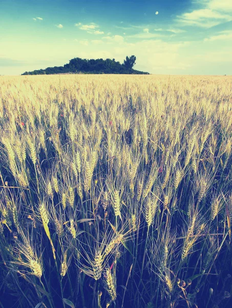 Летний пейзаж с пшеничным полем — стоковое фото