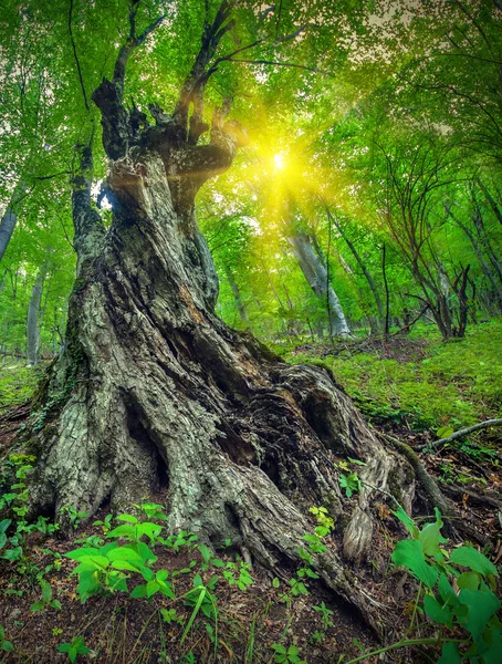 Під великими зеленими деревами — стокове фото