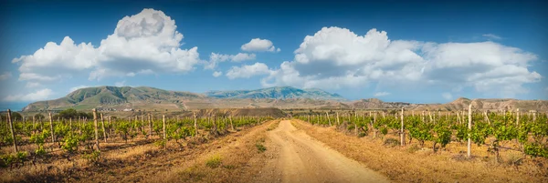 Виноградники Крымской долины — стоковое фото