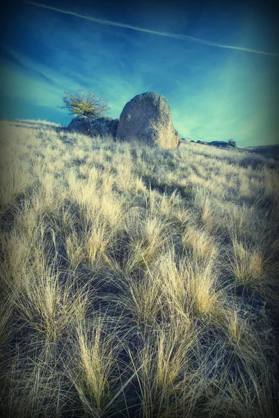 Valle con albero su roccia solitaria — Foto Stock