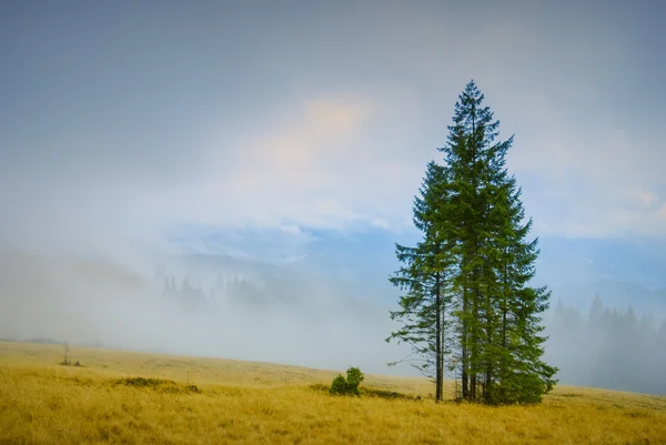 Foggy valley on hill — Stock Photo, Image