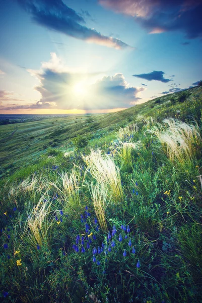 Valley of feather grass — Stock Photo, Image