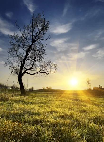 Sunny valley with lonely tree — Stock Photo, Image