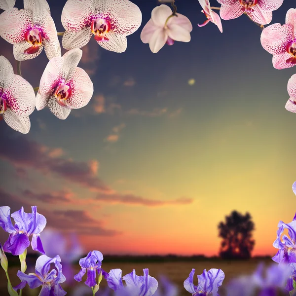 Фон орхидеи — стоковое фото