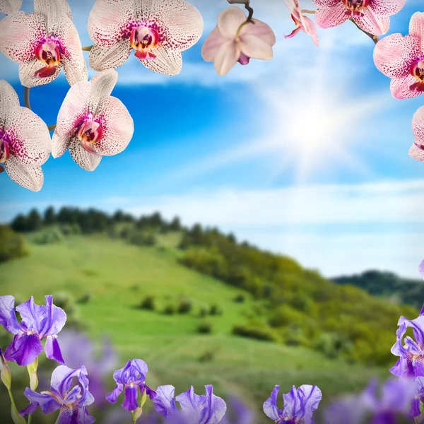 Orquídea flores fondo —  Fotos de Stock