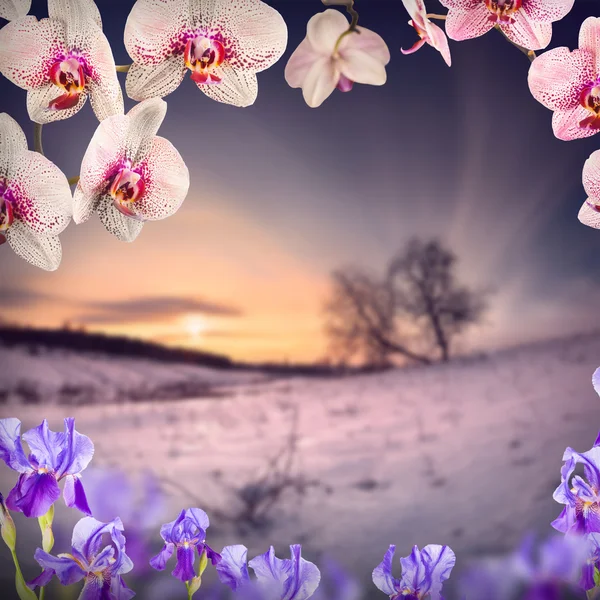 Květy orchidejí pozadí — Stock fotografie
