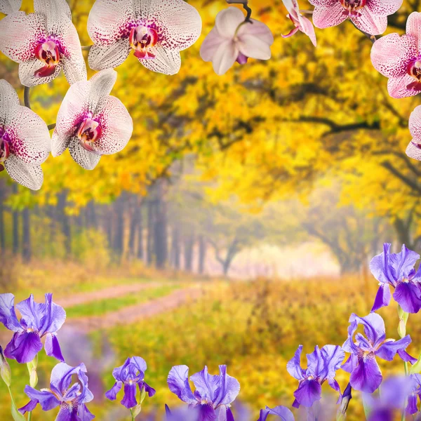 Orquídea flores fondo —  Fotos de Stock