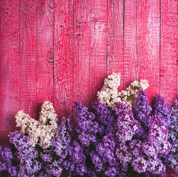 다양 한 라일락 꽃 — 스톡 사진