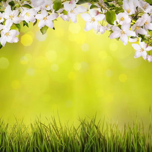 Fondo de primavera — Foto de Stock