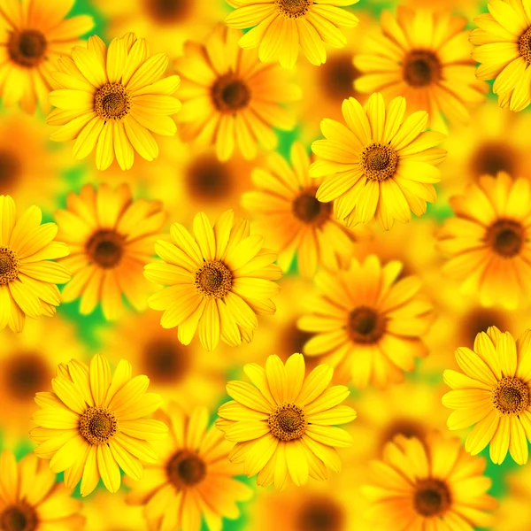 黄色雏菊背景 — 图库照片