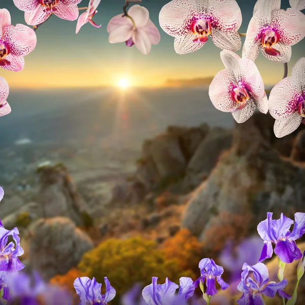 Orchid flowers background — Stock Photo, Image