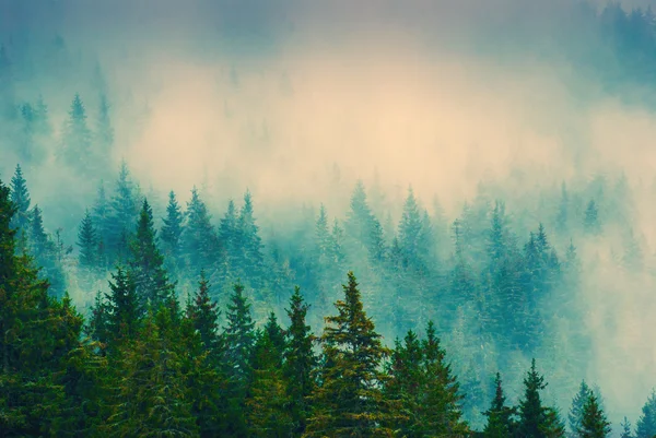 Nebelwald in den Karpaten — Stockfoto