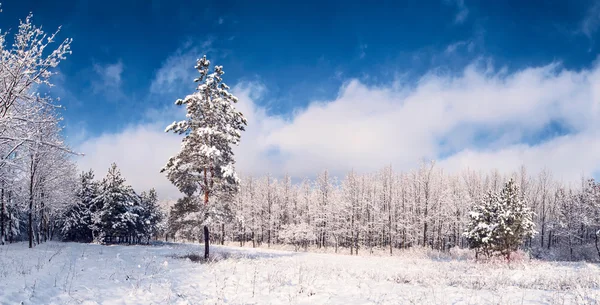 Hermoso paisaje de invierno — Foto de Stock