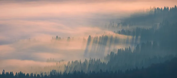 Schöner goldener Nebel — Stockfoto