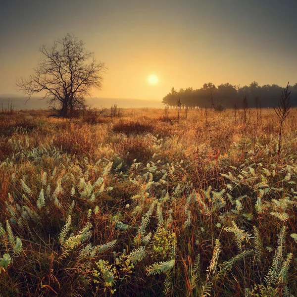 Awakening — Stock Photo, Image