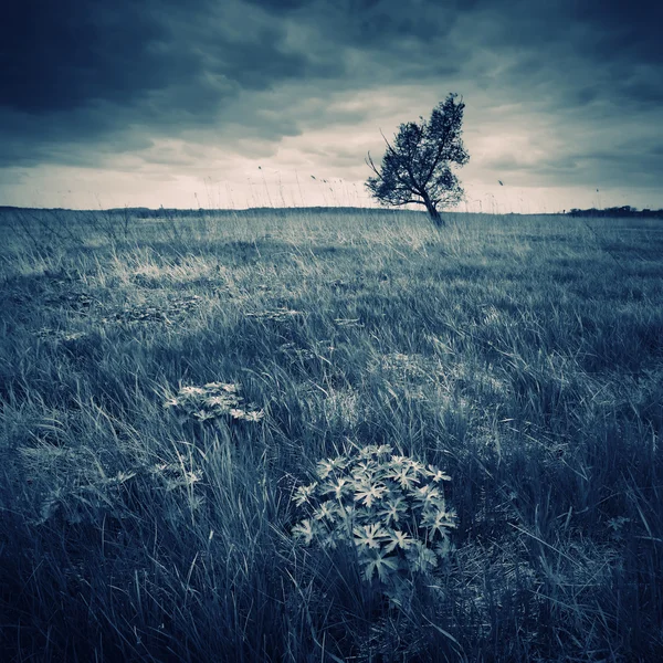 Valle con un árbol solitario —  Fotos de Stock