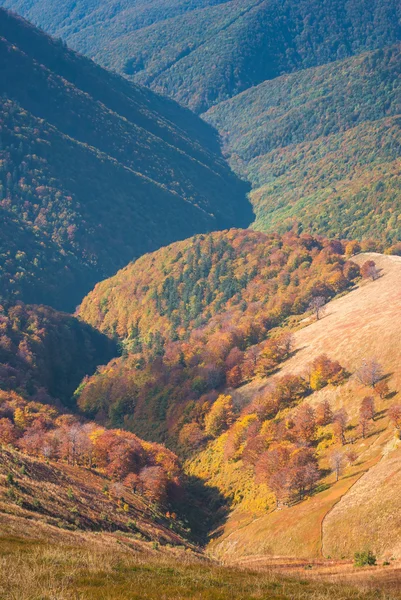 Gebirgsschlucht der Karpaten — Stockfoto