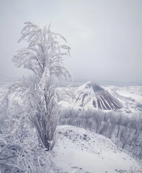 Frosted morning — Stock Photo, Image