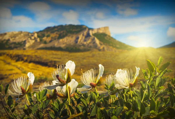 Vita blommor av kapris gräs — Stockfoto