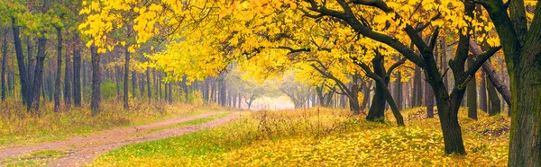 Sonbahar ormanı — Stok fotoğraf