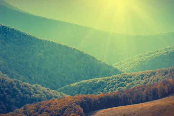 Forest on a hills of foggy — Stock Photo, Image