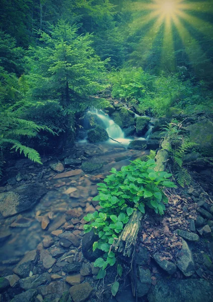 カルパティア山の森林 — ストック写真