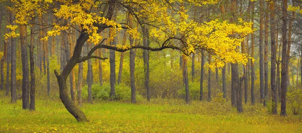 森の中の紅葉 — ストック写真