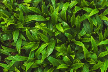 Yeşil Çimen Arkaplanı