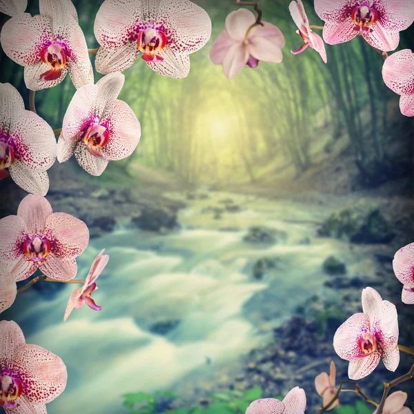 Sfondo dei fiori del Orchid — Foto Stock