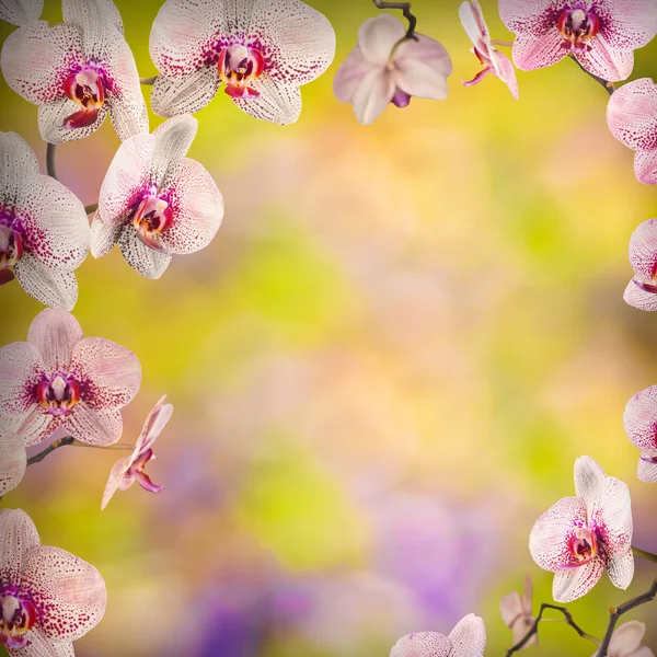 Orchid flowers background — Stock Photo, Image