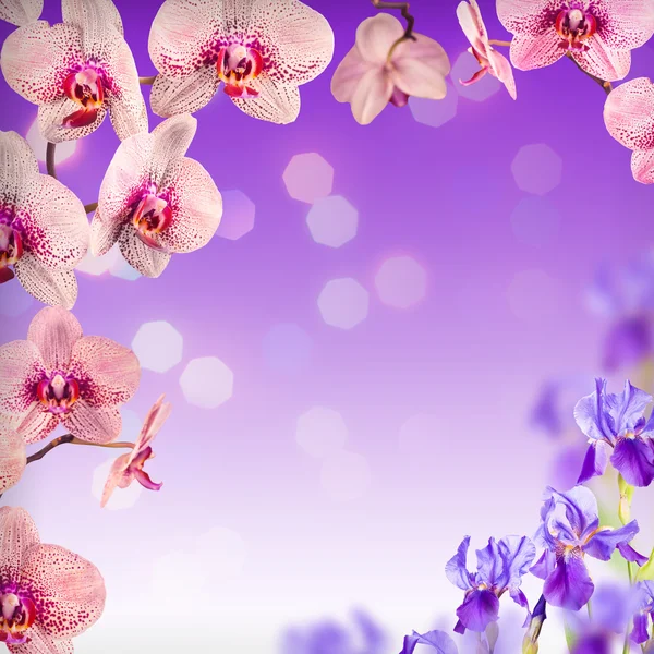 Hermosas flores rosadas de la orquídea — Foto de Stock