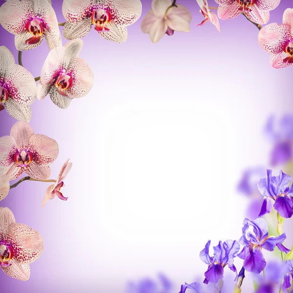 Orchid and blue irish flowers — Stock Photo, Image