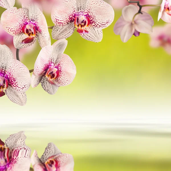 Orquídea flores fondo —  Fotos de Stock