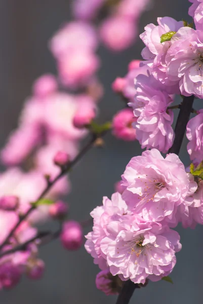 Цветочный фон Сакуры — стоковое фото