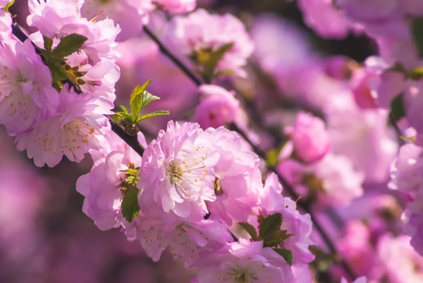 Цветочный фон Сакуры — стоковое фото