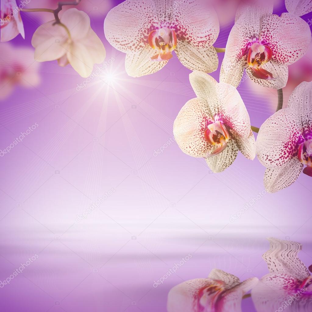 Orchid flowers background   Stock Photo  vian1980 64313927