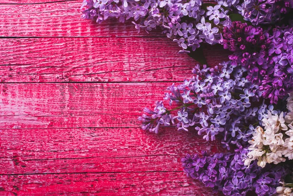 Flieder auf rosa Hintergrund — Stockfoto