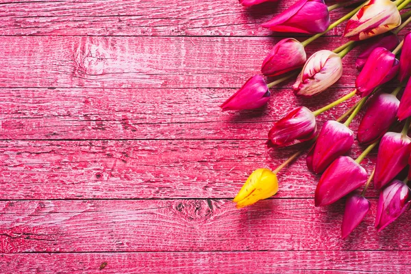 Tulipanes sobre fondo rosa — Foto de Stock