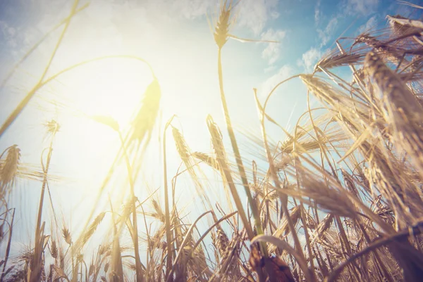 Пшеница в солнечном свете — стоковое фото