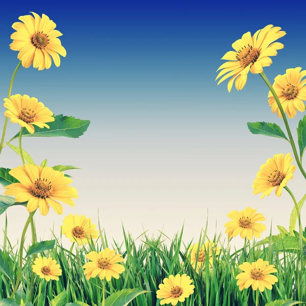 Blue sky and yellow daisies — Stock Photo, Image