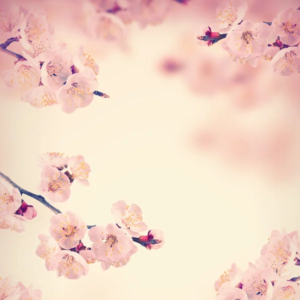 Fundo de primavera com flor — Fotografia de Stock