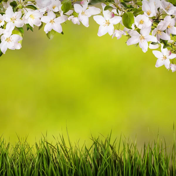 Fondo de primavera con flor de manzana . —  Fotos de Stock