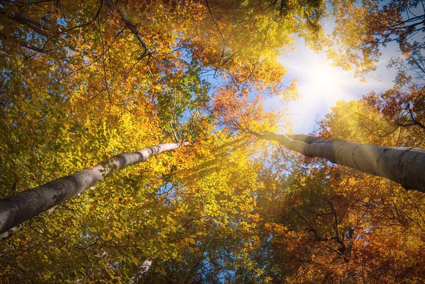 Colors of autumn forest — Stock Photo, Image