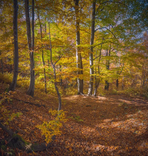 Φθινόπωρο δάσος των Καρπαθίων — Φωτογραφία Αρχείου